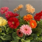 Gerbera F/Line Maxi Spider Mix