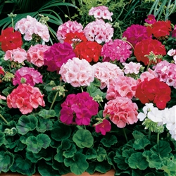 Geranium Maverick Mix