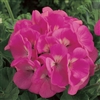 Geranium Maverick Pink