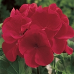 Geranium Maverick Red