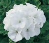 Geranium Maverick White