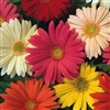 Gerbera Single Hybrids Mix