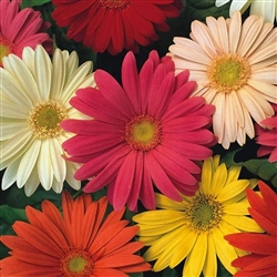 Gerbera Single Hybrids Mix