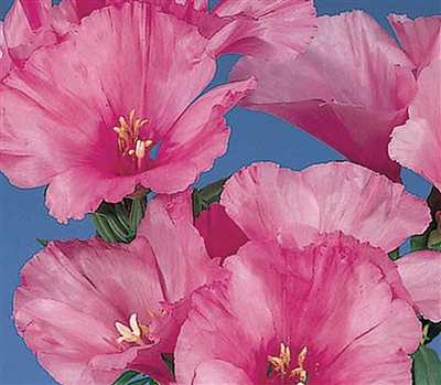 Godetia Grace Lavender