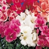 Godetia Grace Mix