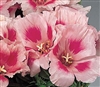 Godetia Grace Rose Pink