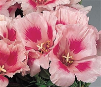 Godetia Grace Rose Pink