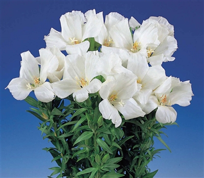 Godetia Grace White