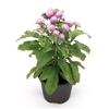 Gomphrena Buddy Rose (Clean)