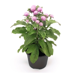 Gomphrena Buddy Rose (Clean)