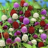 Gomphrena Audray Mix