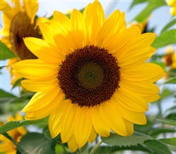 Sunflower Meridian Yellow