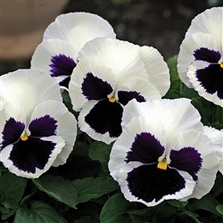 Pansy XtradaPlus White Blotch