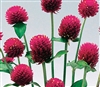 Gomphrena Audray Purple