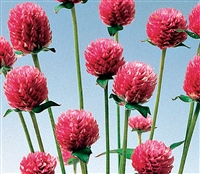 Gomphrena Audray Pink