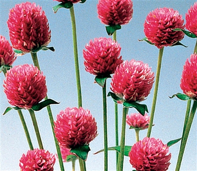Gomphrena Audray Pink