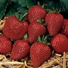 Strawberry Elan - White