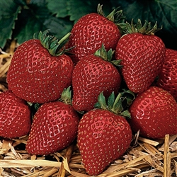 Strawberry Elan - White
