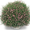 Gypsophila Gypsy Dp Rose -M/Pell