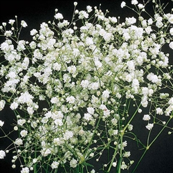 Gypsophila Paniculata Snowflak