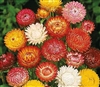 Helichrysum Sultane Mix