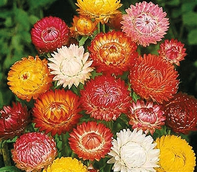 Helichrysum Sultane Mix