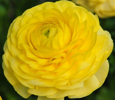 Ranunculus Highline Yellow