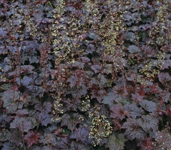 Heuchera Palace Purple