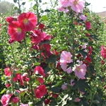 Hollyhock Summer Carnival Mix