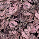 Hypoestes Confetti Comp. Pink