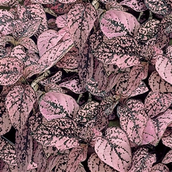 Hypoestes Confetti Comp. Pink