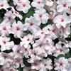 Impatiens Accent Bright Eye