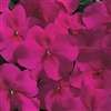 Impatiens Accent Burgundy