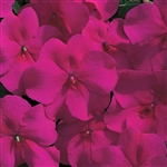 Impatiens Accent Burgundy