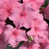 Impatiens Accent Dp Pink