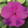 Impatiens Accent Lilac