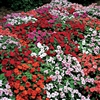 Impatiens Accent Mix