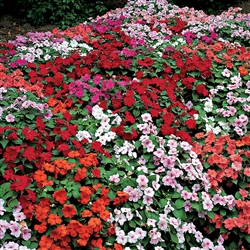 Impatiens Accent Mix