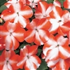 Impatiens Accent Orange Star