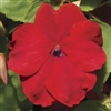 Impatiens Accent Red