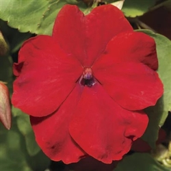 Impatiens Accent Red