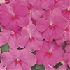 Impatiens Accent Rose