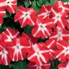 Impatiens Accent Red Star