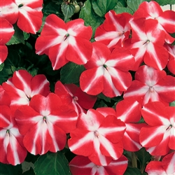 Impatiens Accent Red Star