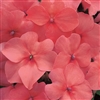 Impatiens Accent Salmon