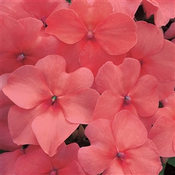 Impatiens Accent Salmon