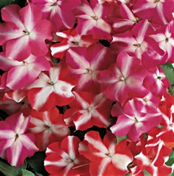 Impatiens Accent Star Mix