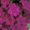 Impatiens Accent Violet