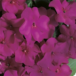 Impatiens Accent Violet