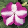 Impatiens Accent Violet Star